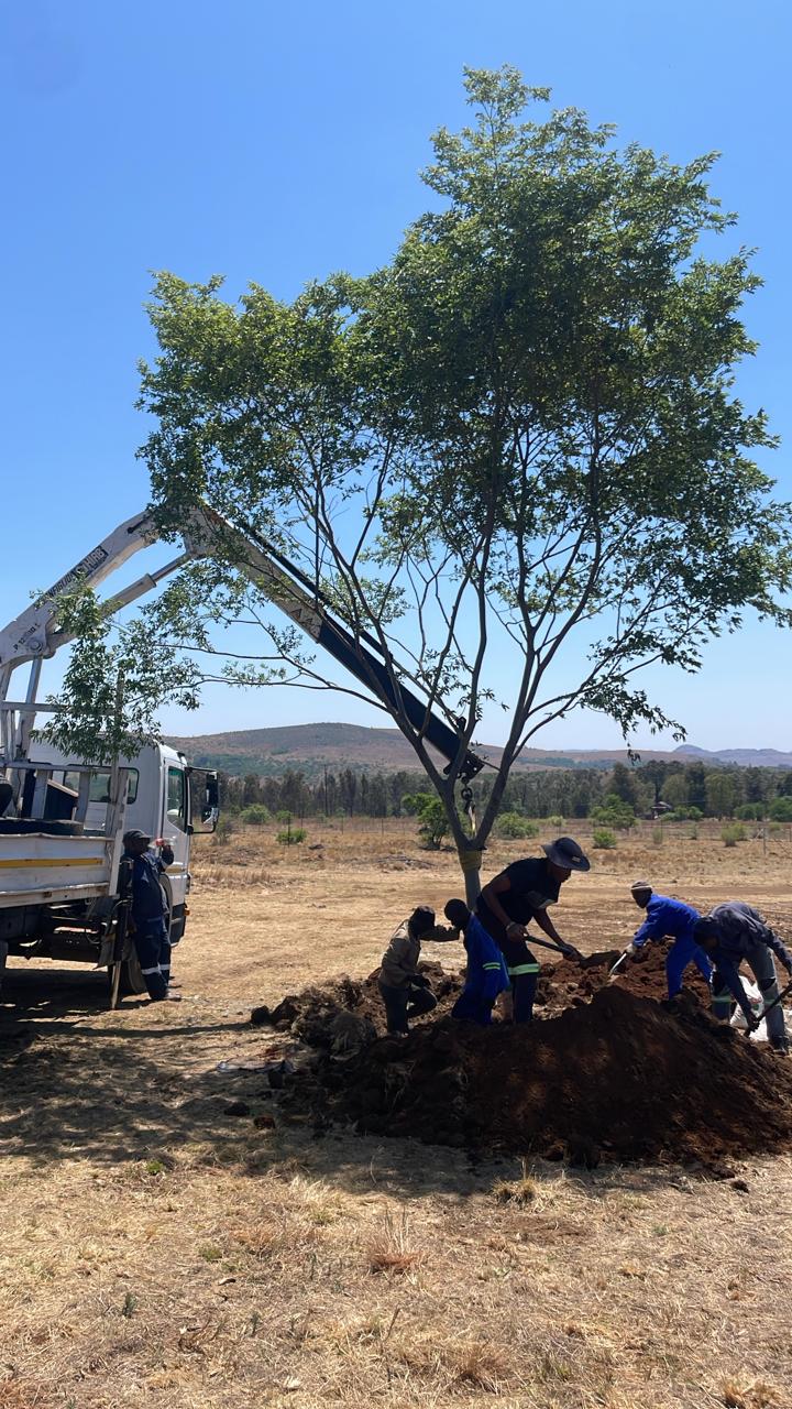 Delivery and operations at Terra Trees
