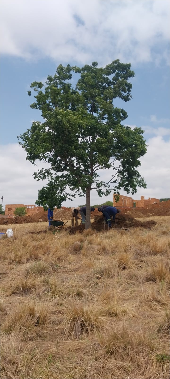 Delivery and operations at Terra Trees