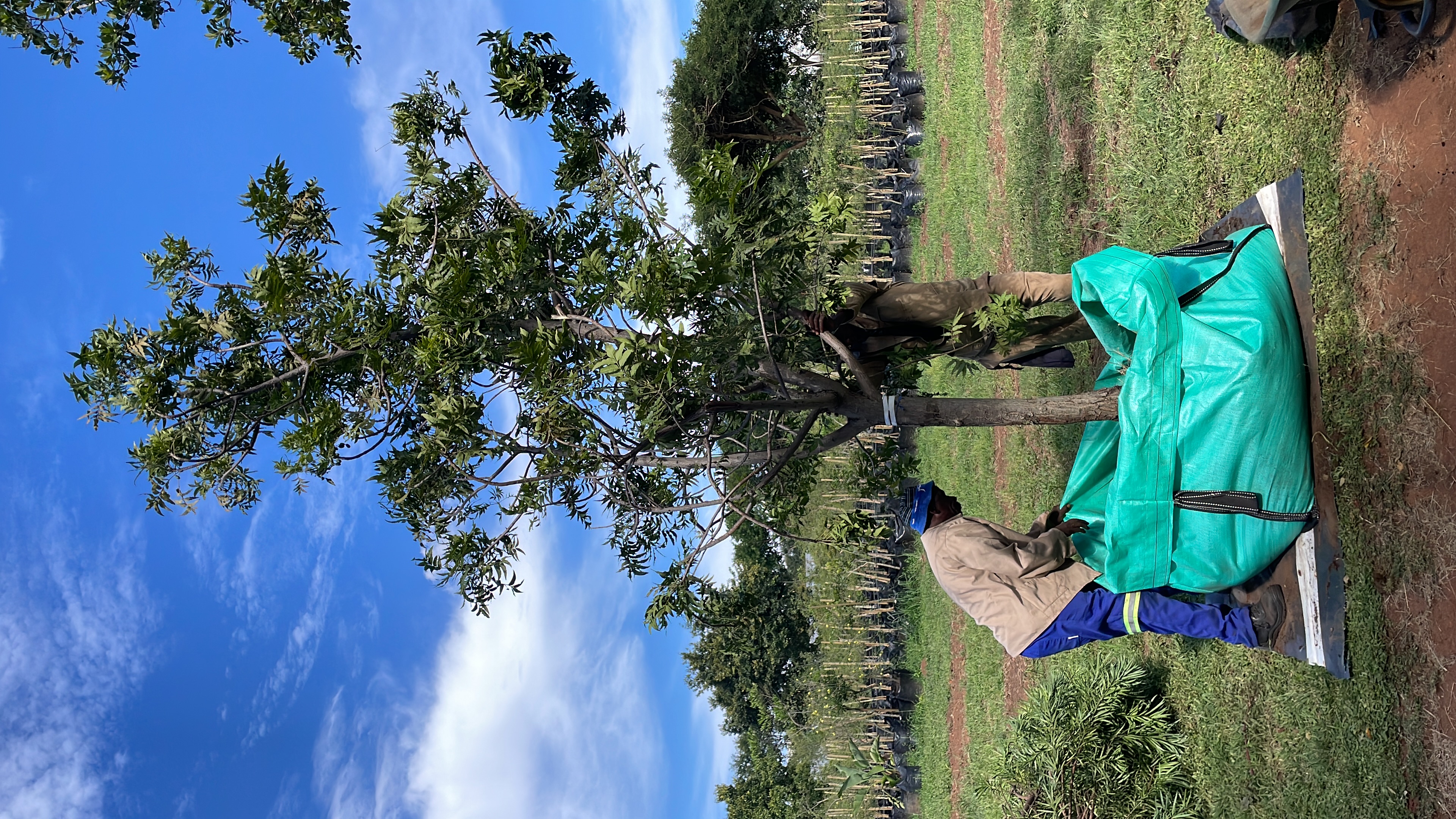 Delivery and operations at Terra Trees