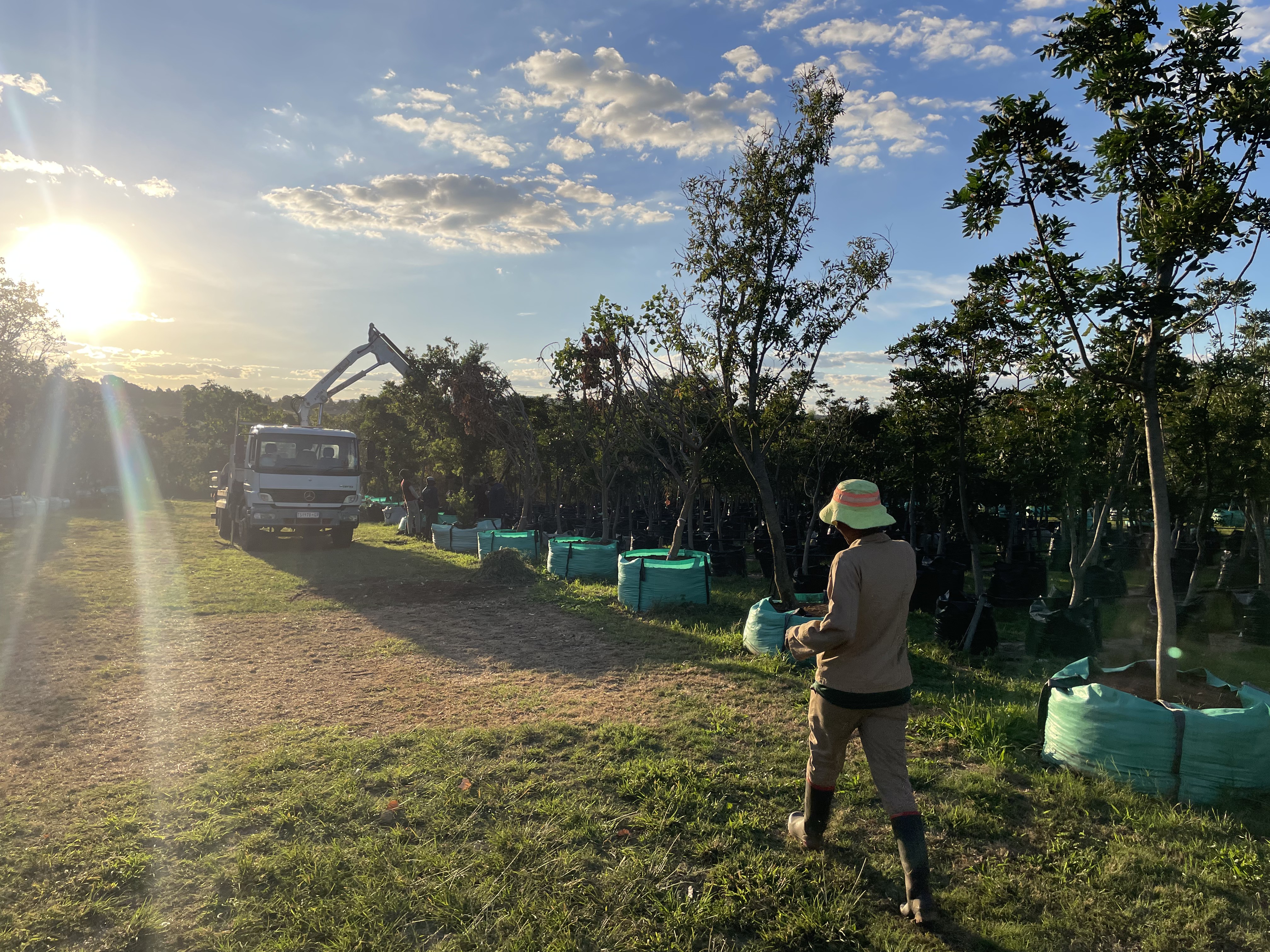 Loading trees for delivery