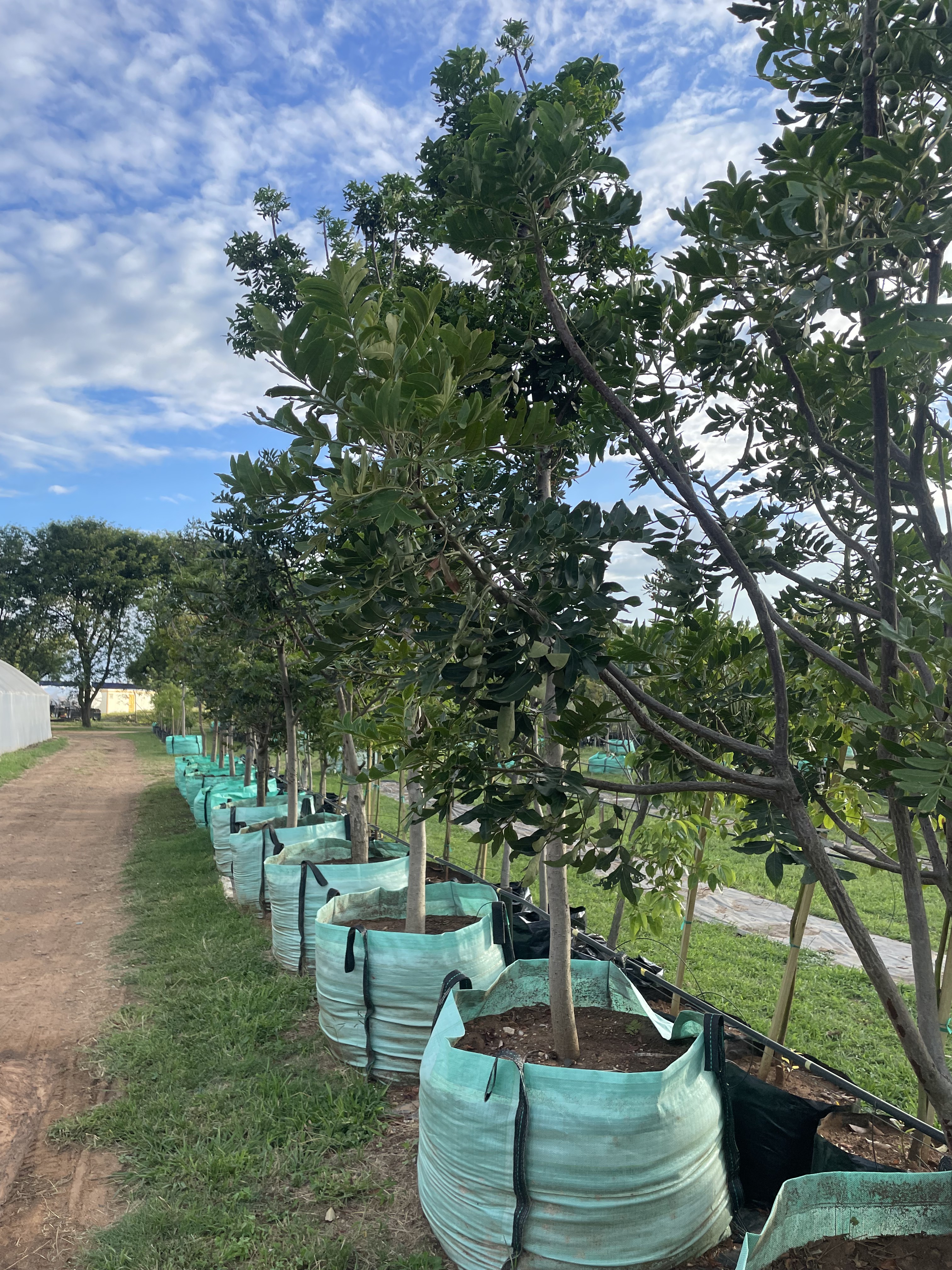 500L wild plum at the nursery
