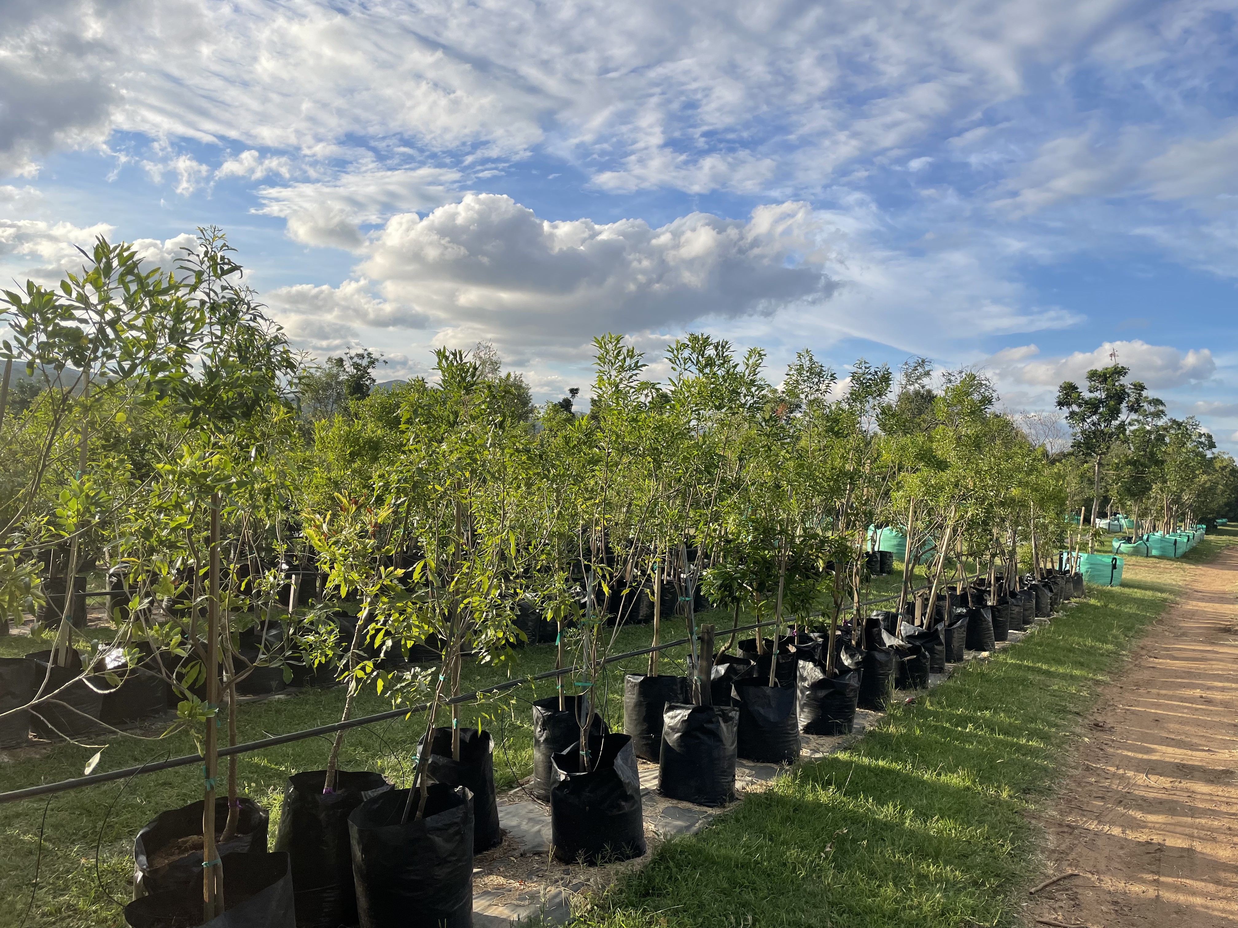 50L ironwood at the nursery
