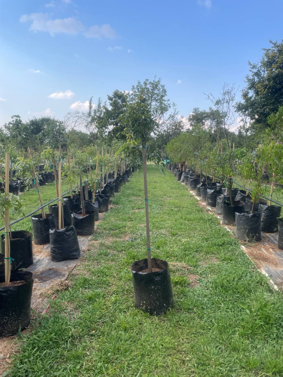 50L tree wisteria stock at the nursery