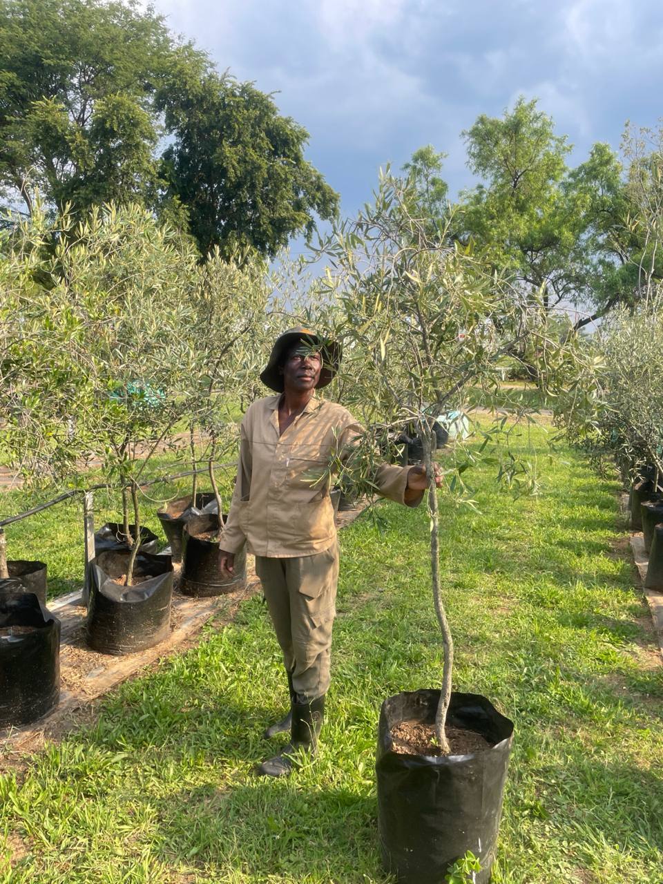 50L wild olive stock at the nursery