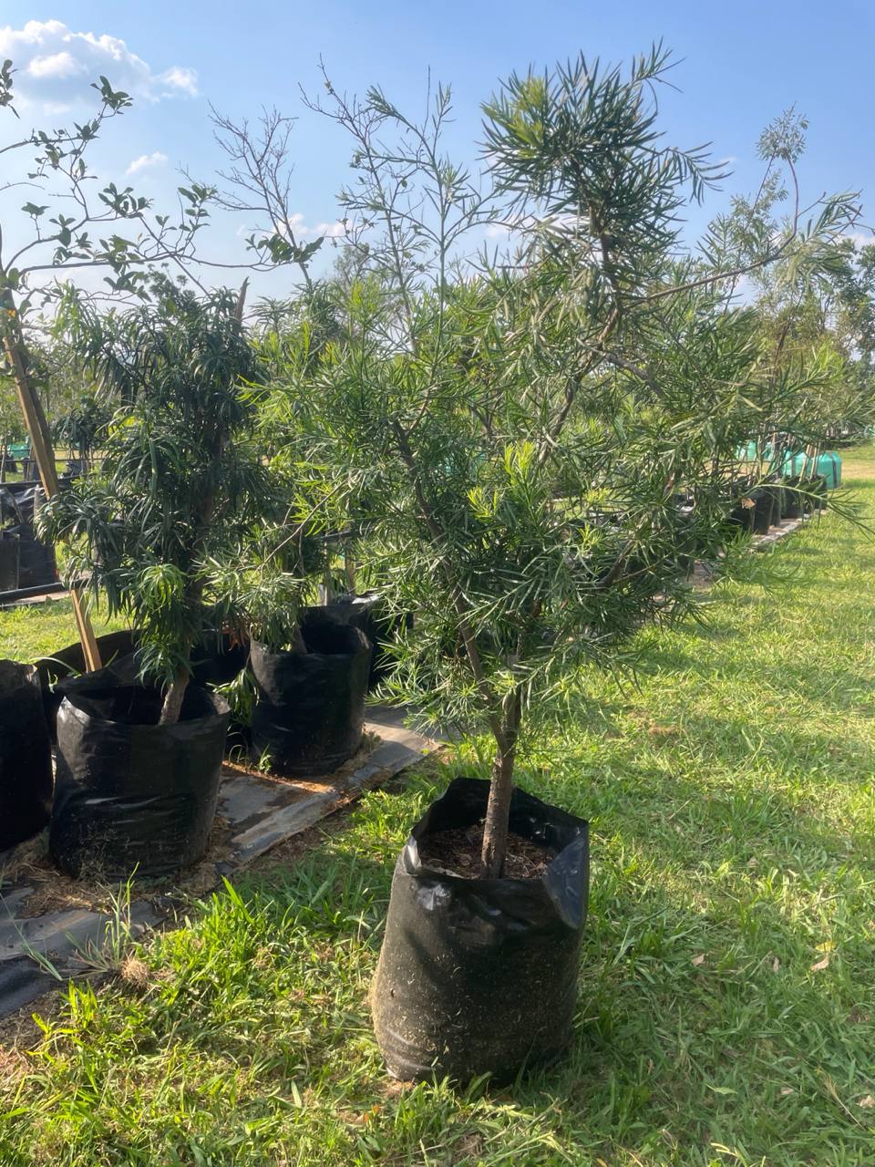 50L yellowwood stock at the nursery