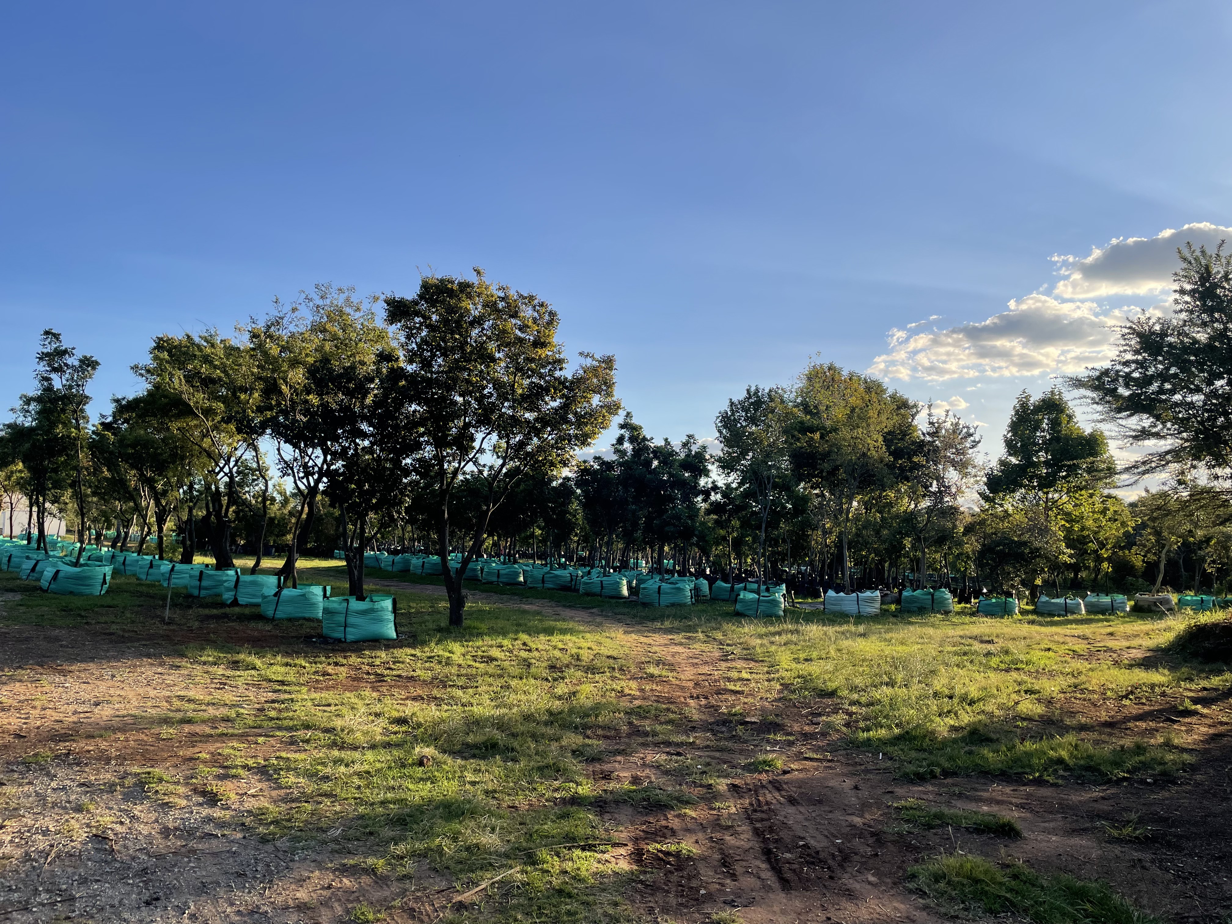 Nursery stock image