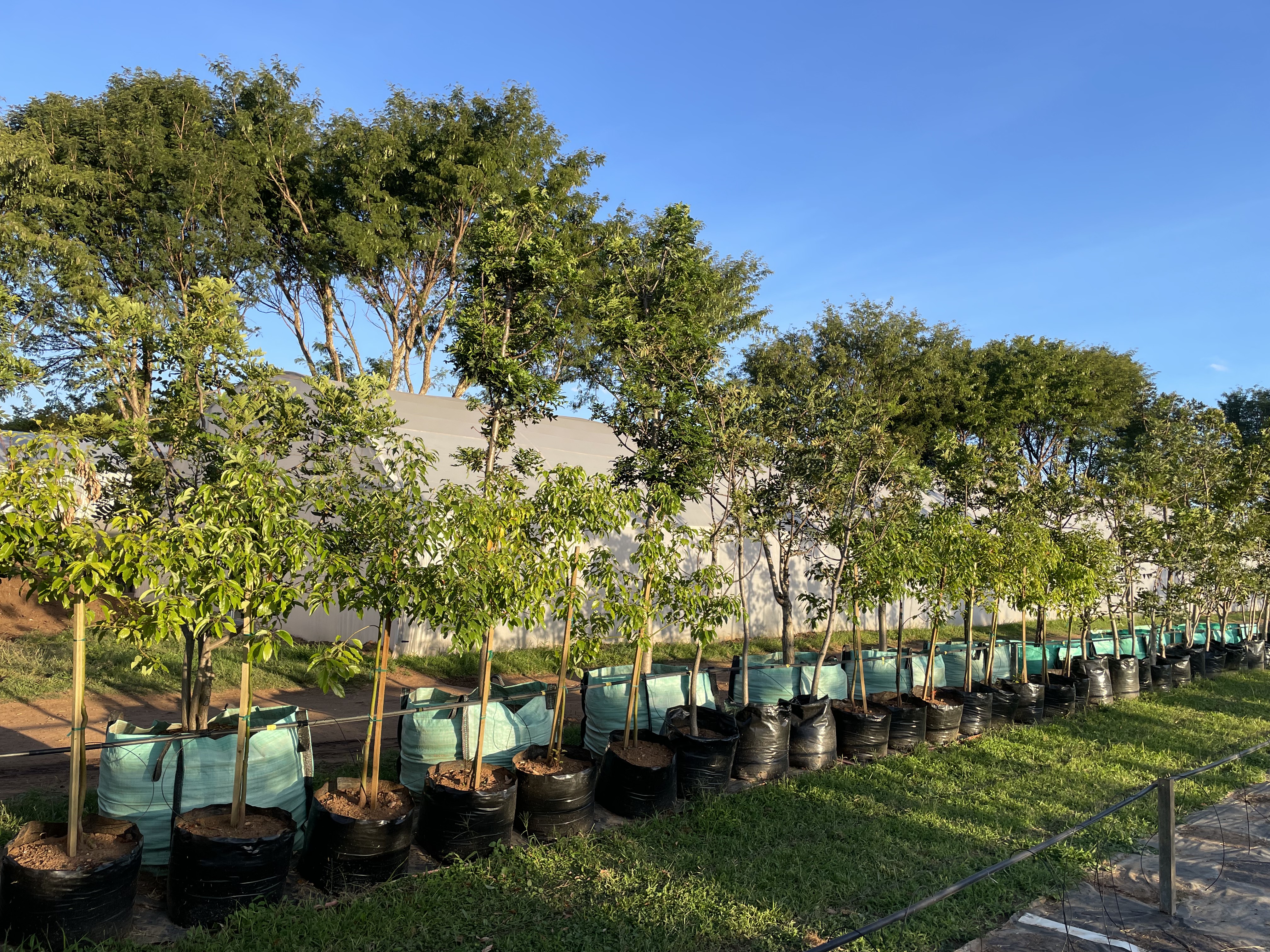 Nursery stock image