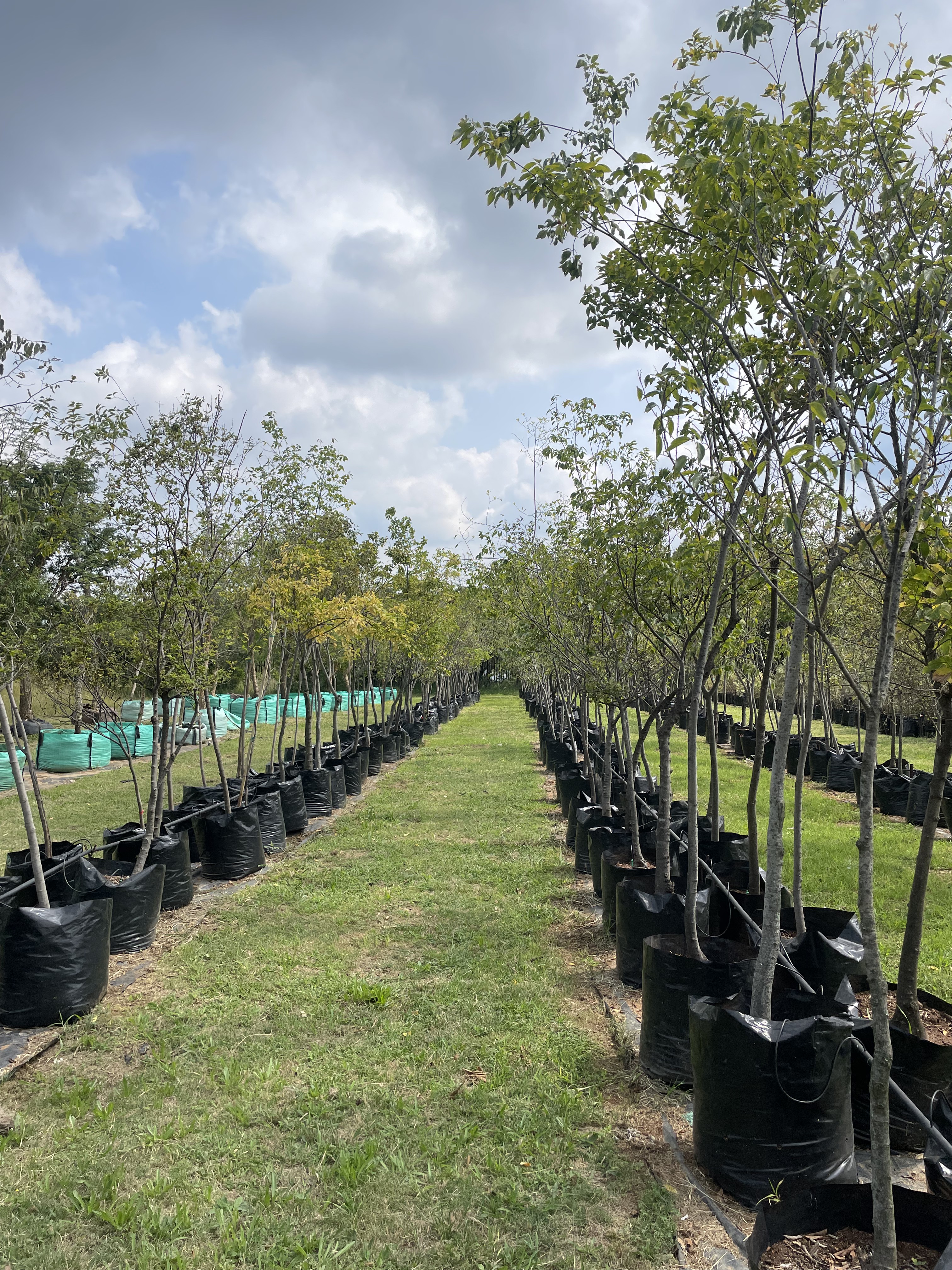 White stinkwood 100L at the nursery