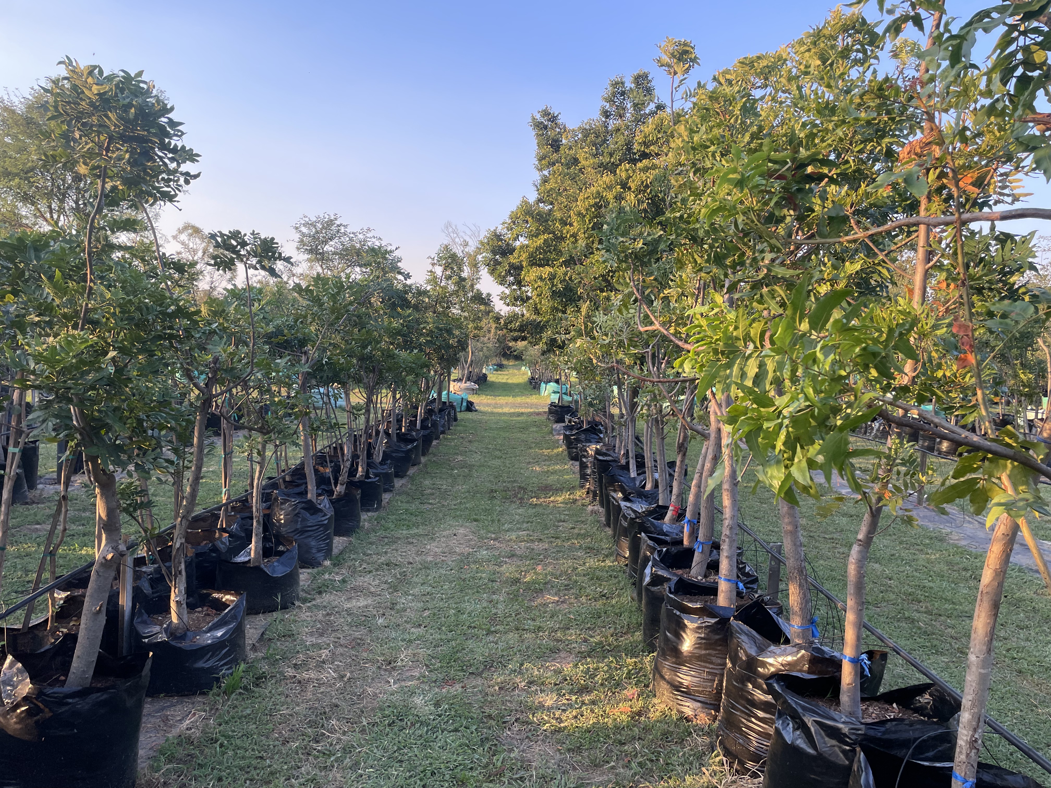 Wild plum at the nursery