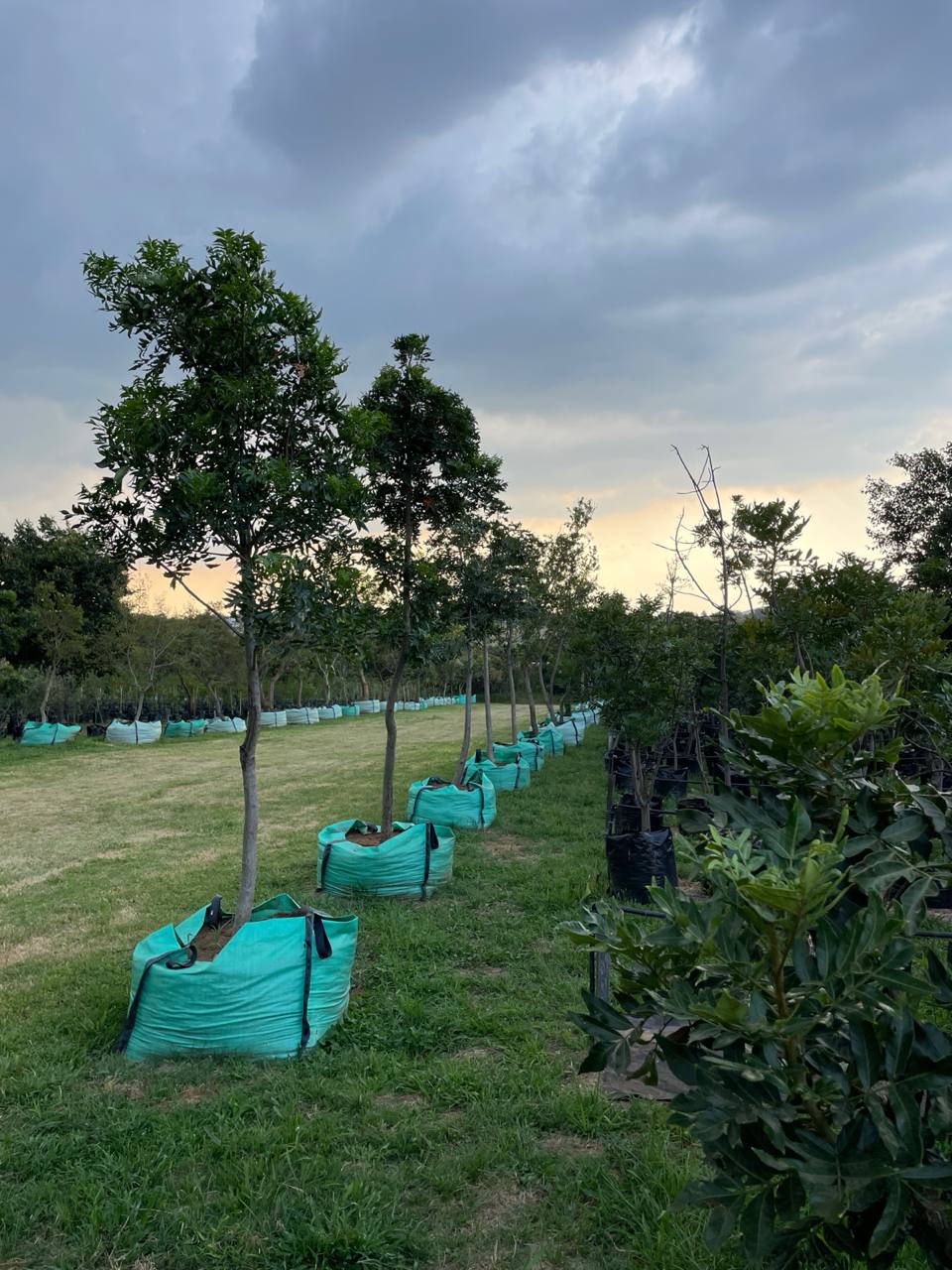 Mature trees showcased at the nursery