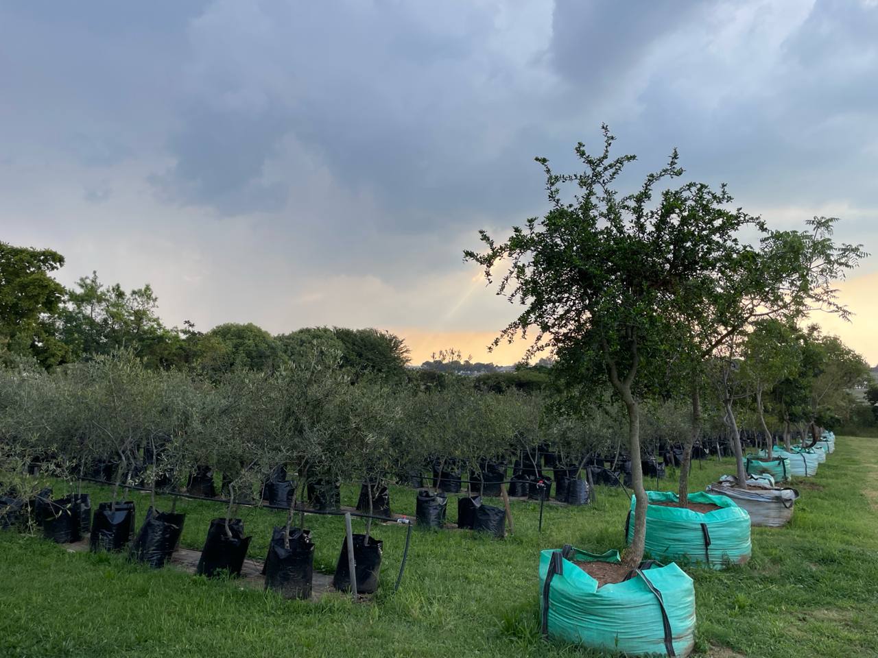 Showcase trees at Terra Trees nursery
