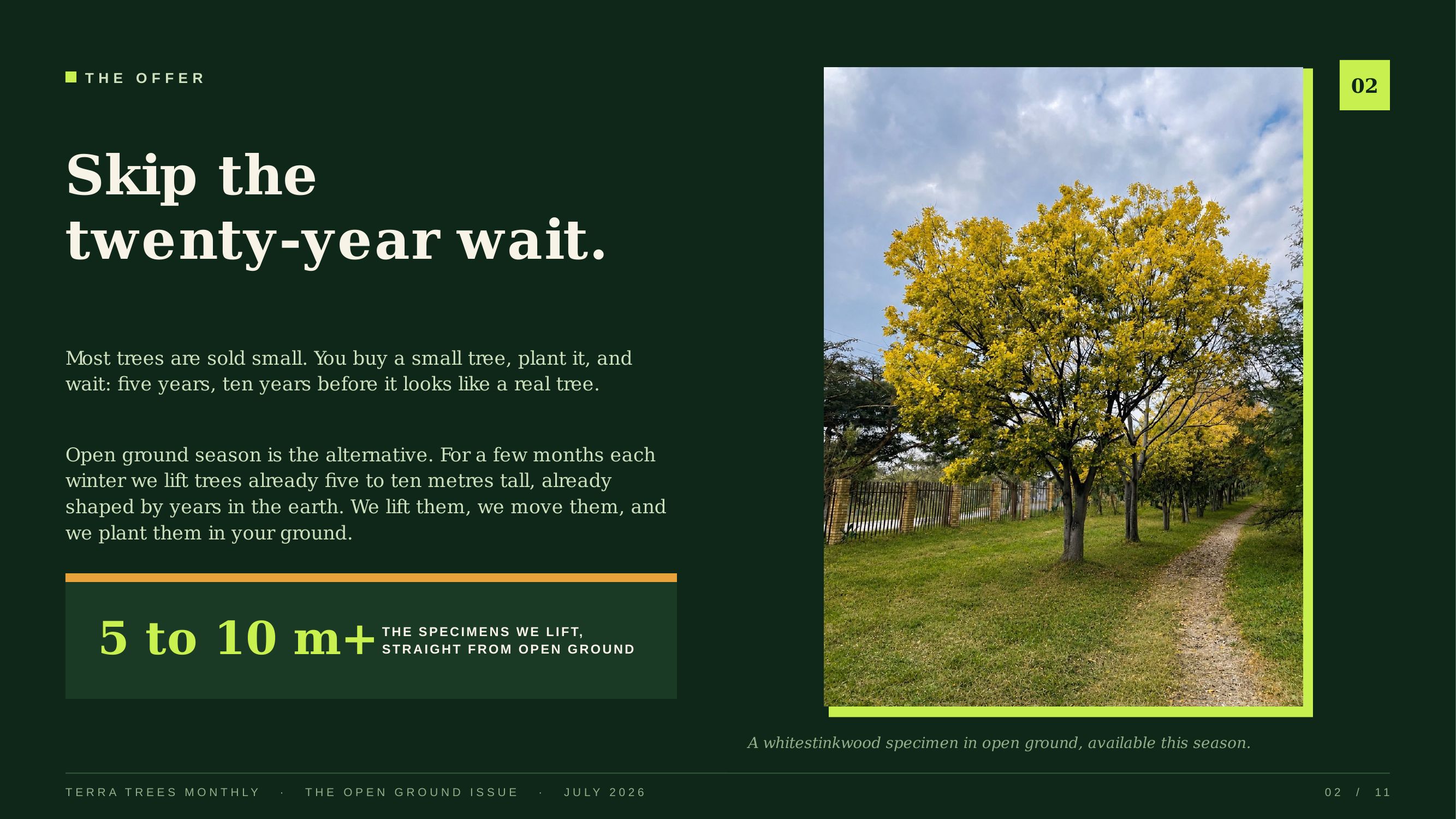 Skip the twenty-year wait — 5 to 10m+ specimens