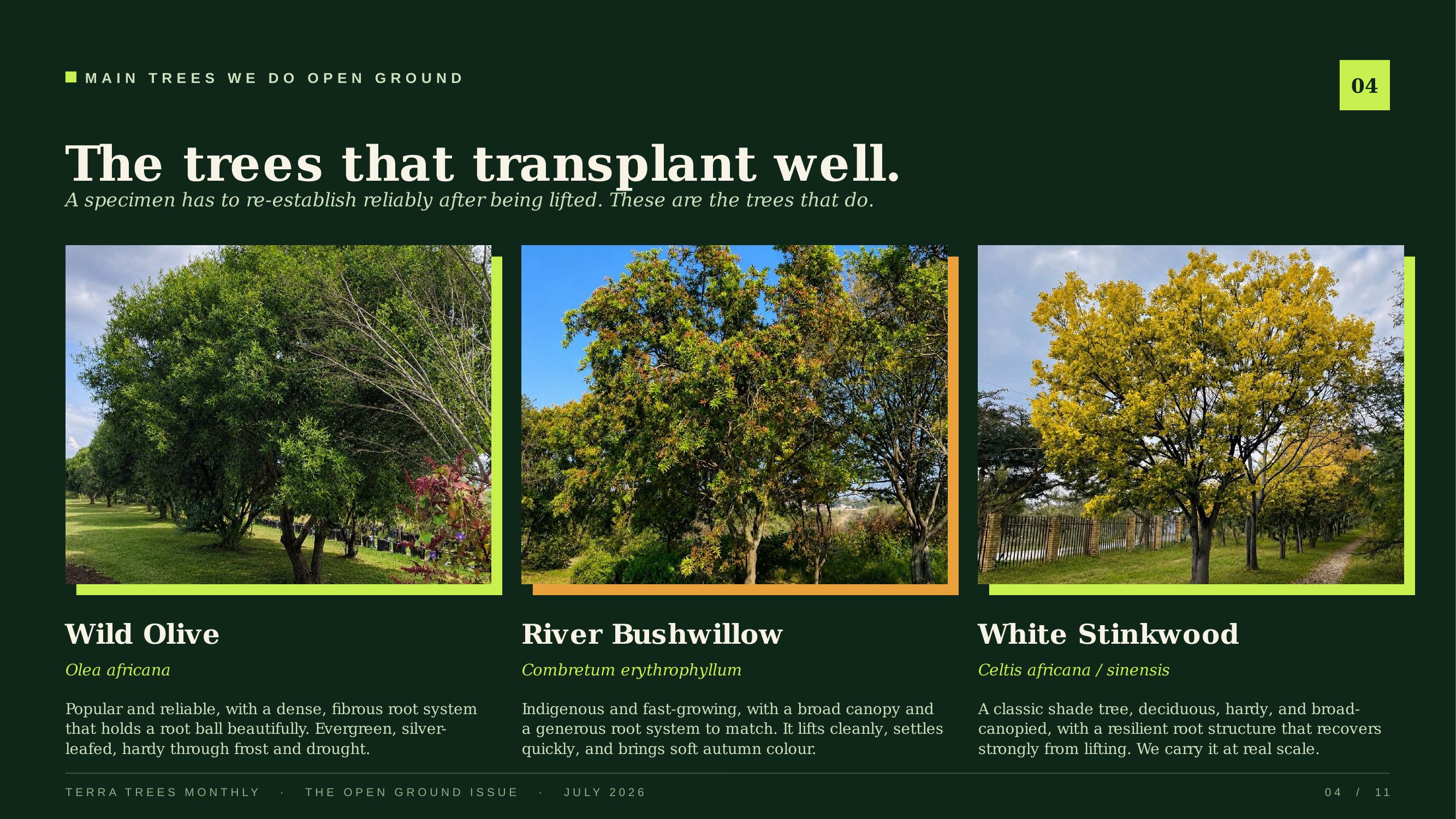 Trees that transplant well — Wild Olive, River Bushwillow, White Stinkwood