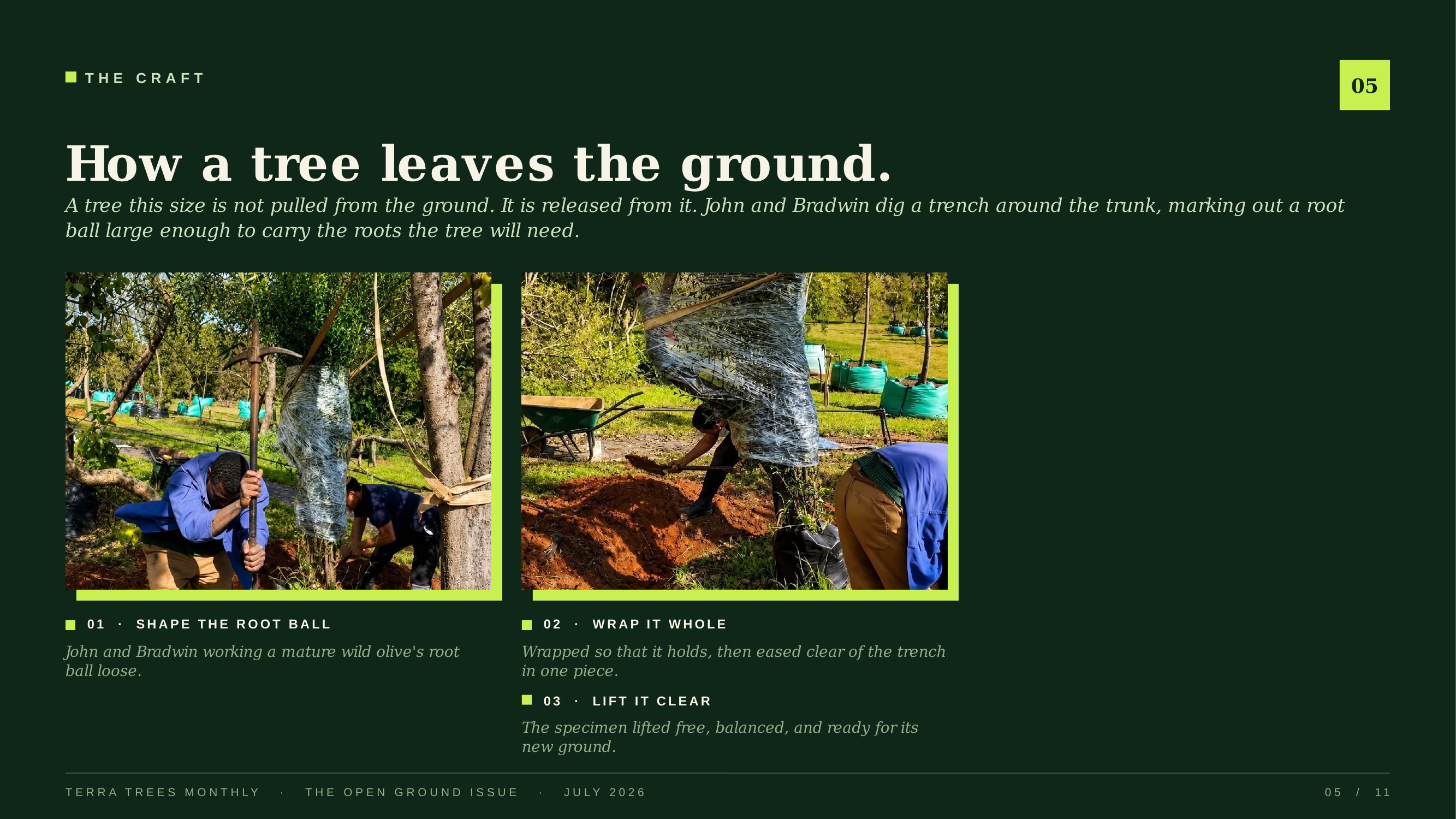 How a tree leaves the ground — shape the root ball, wrap it whole, lift it clear