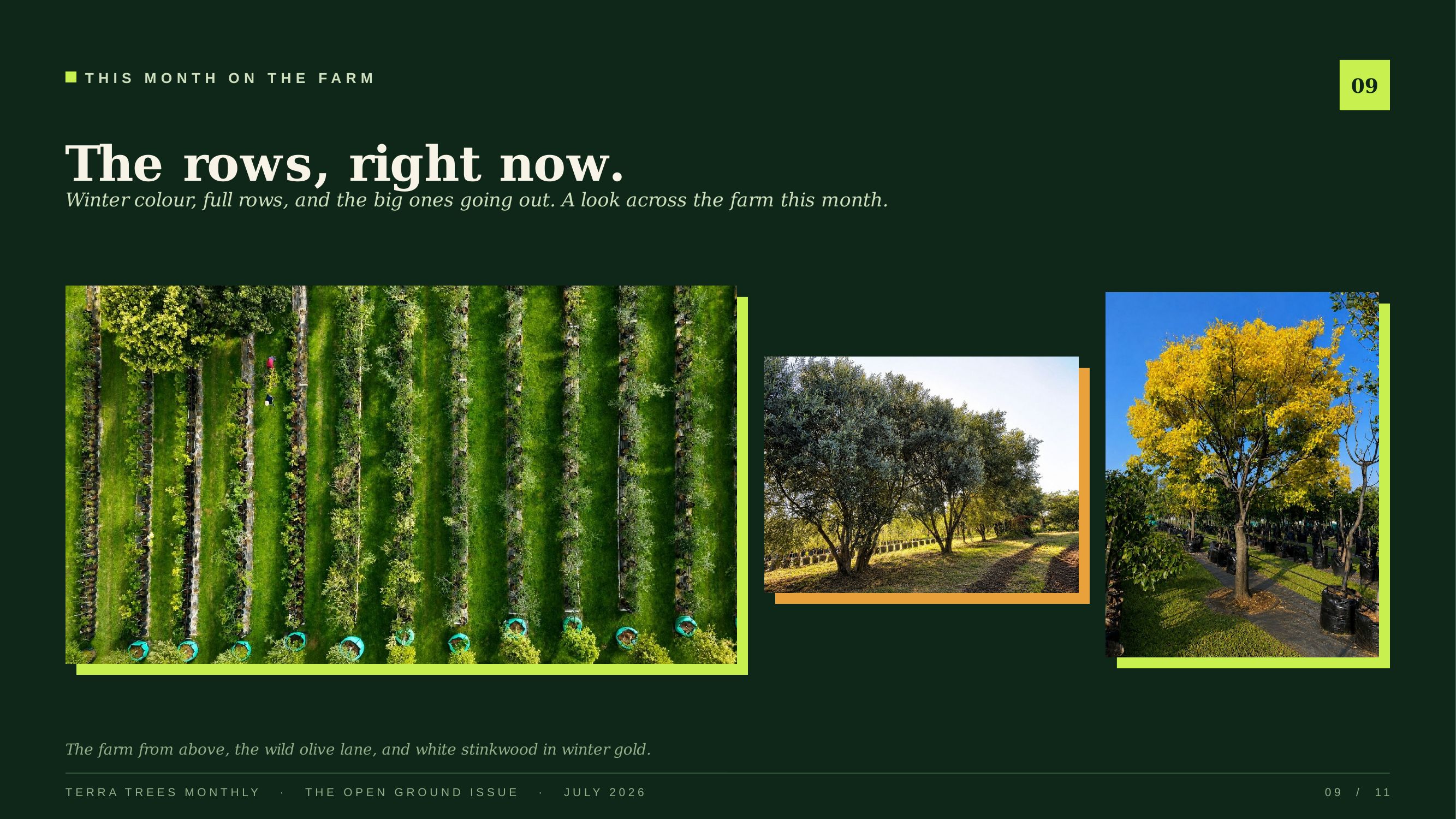 The rows, right now — the farm this month